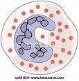 IgE Mast Cell ILs-3,4, 5,6,8,9,11,13 TNF-α,