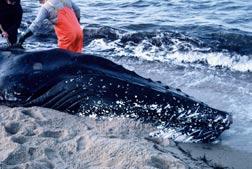 BYCATCH IN FISHING OPERATIONS: THE GREATEST GLOBAL THREAT TO CETACEANS At the 2003 meeting of the International Whaling Commission Scientific Committee, scientists from the U.S. and the U.K.