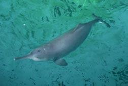 The Yangtze River dolphin, Lipotes vexillifer, the most endangered cetacean WWF-Canon / Chinese Academy of Science Asia: Lipotes vexillifer, the baiji or Yangtze River dolphin: Found only in the