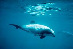 A WWF CALL TO ACTION International call to action on cetacean bycatch A coordinated global effort must be made to address cetacean bycatch globally.