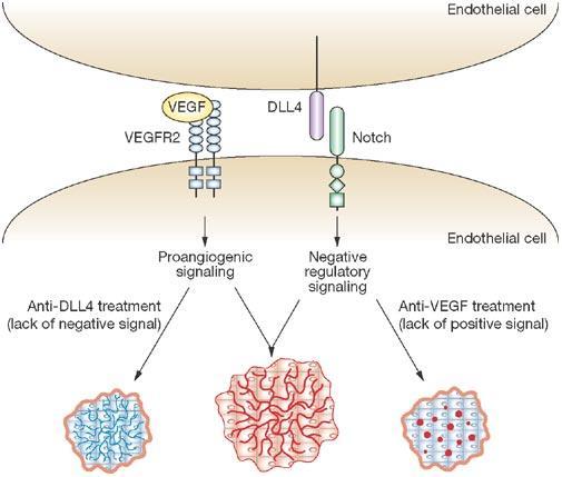 Background and Rationale for Bispecific Targeting in Cancer retains the anti-csc impact of targeting DLL4-Notch signaling in tumor cells DLL4 and VEGF are central regulators of tumor angiogenesis and