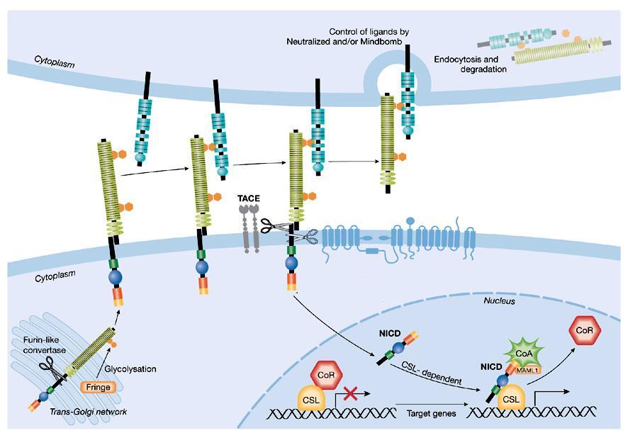 Signal Transduction by the Notch Pathway Ligands - DLL1, 3, 4 - JAG1, 2 Receptors - Notch1, 2, 3, 4 The Notch pathway mediates intercellular signaling