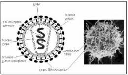Human Immunodeficiency Virus Retrovirus - integrated into host genome ne single-strand RA 7,000 bases HIV1 > HIV2 > HIV0 Pathology Destruction of CD4+ T lymphocytes Loss of immune function
