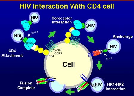 New Strategies HIV Entry --