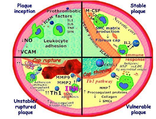 How can HIV induce atherosclerosis?