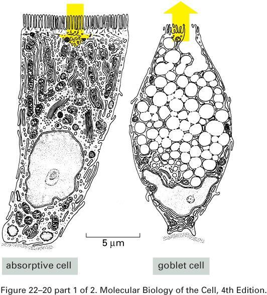 Specialized Cells Lining Villi Nutrients Mucus Absorptive epithelial cell Contain brush border