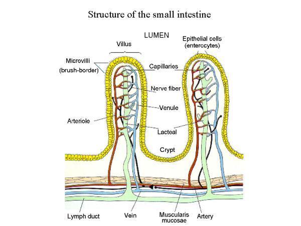 Small Intestine - Structure Lumen Mucosa