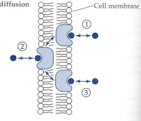 Facilitated Diffusion 1) Carrier loads particle on outside of cell 2) Carrier releases