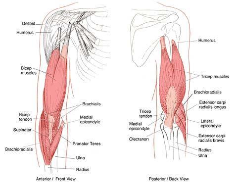 Anatomy of the Elbow Joint The elbow joint is a relatively simple hinge joint which serves two main functions.