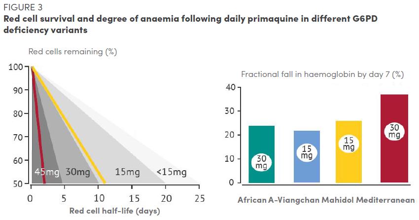 RBC survival and degree of anaemia following daily PQ The higher the daily PQ doses, the shorter the red cell half-life