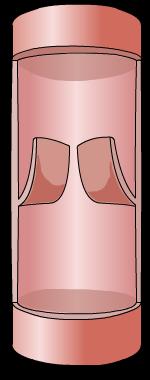 Veins have valves to prevent backflow.