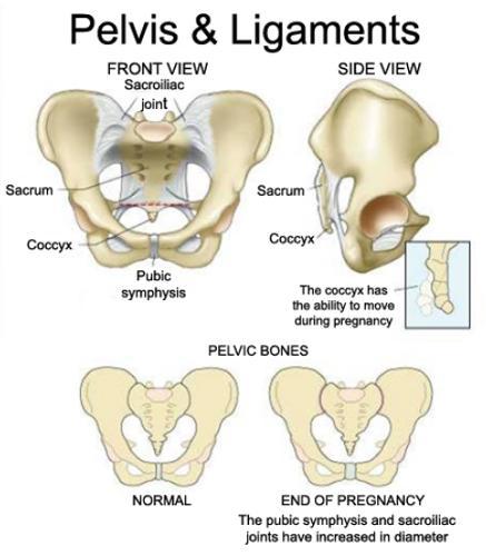 Anatomical Description During Pregnancy it is important to know that the natural curvatures of the spine that maintain balance shift.