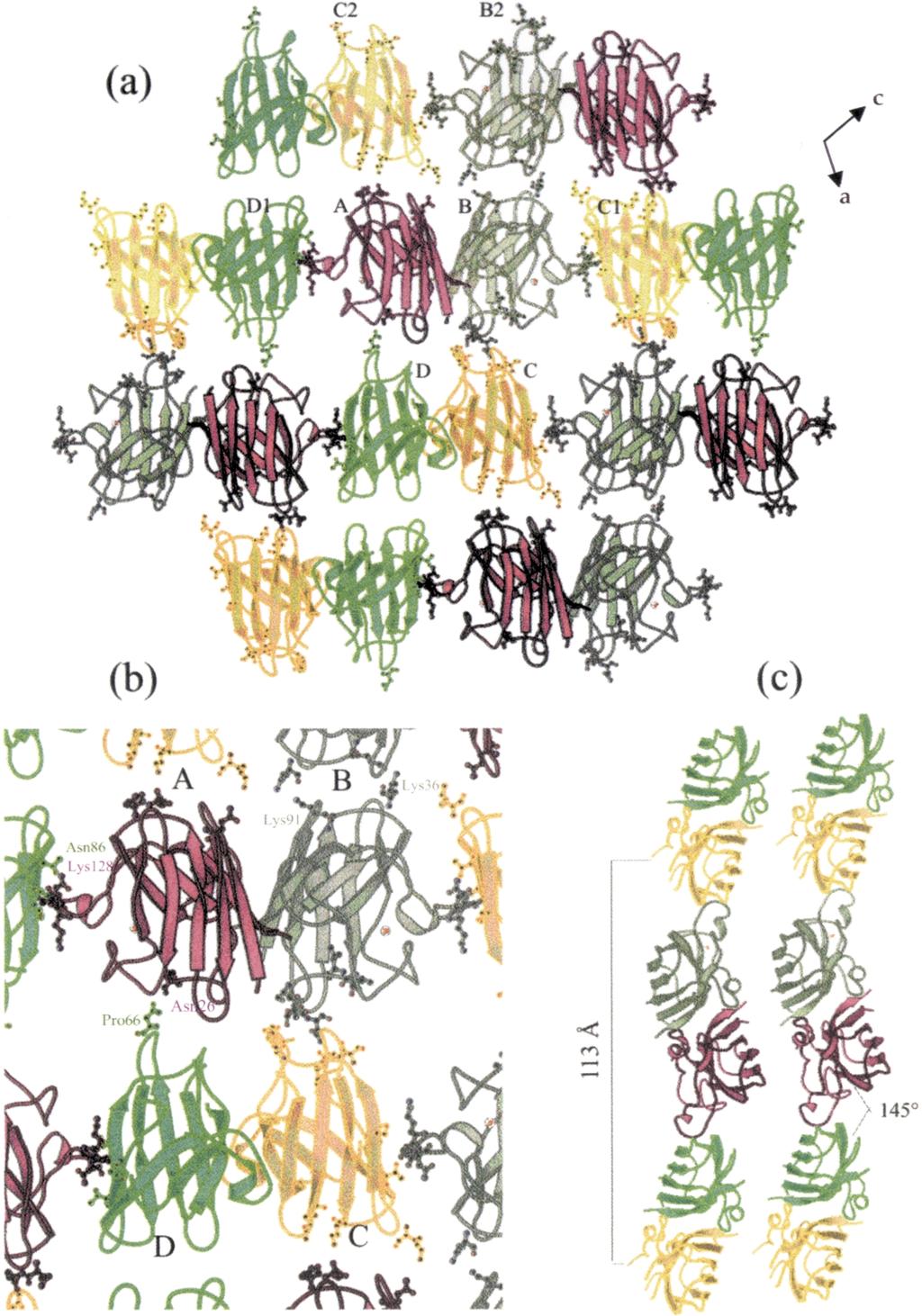 886 Cu, Zn Superoxide Dismutase Figure 7. Packing of molecules in apo wtsod1.