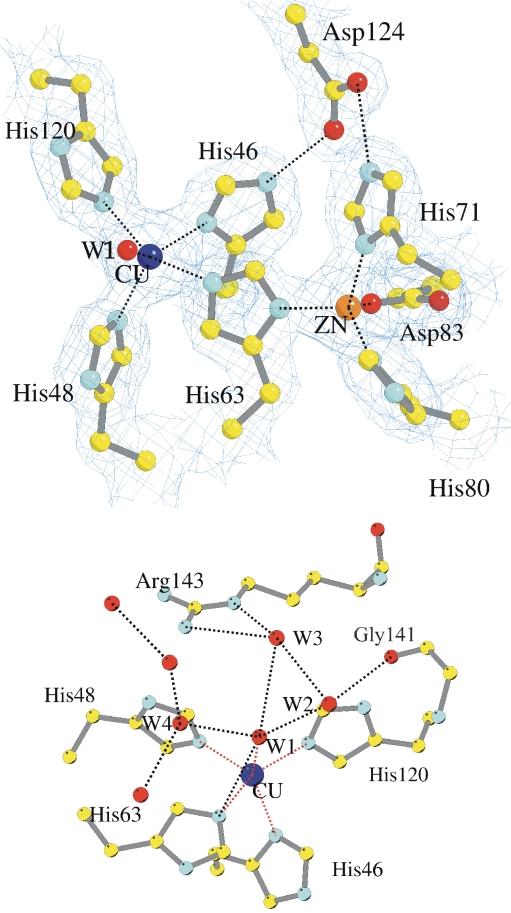 882 Cu, Zn Superoxide Dismutase Figure 2. The 2F o 2 F c electron density map contoured at 1s (upper panel) and water network (lower panel) of the Cu Zn site of holo wtsod1.