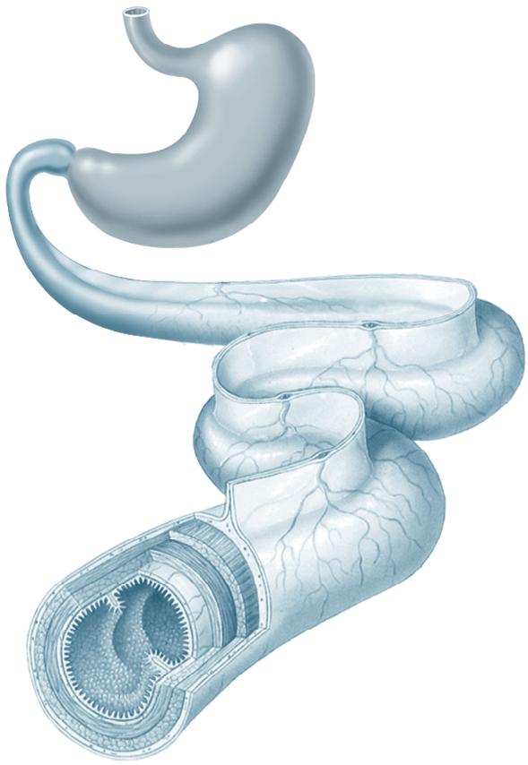 To maximize the absorptive surface area, the small intestine is folded and lined with villi.