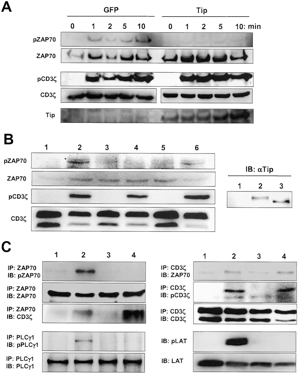 Figure 2. Inhibition of ZAP70 activation by Tip expression. (A) Inhibition of ZAP70 phosphorylation by Tip expression.