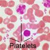 PLATELETS Platelets are cell fragments of large multinucleate cells (megakaryocytes) formed in the bone marrow.