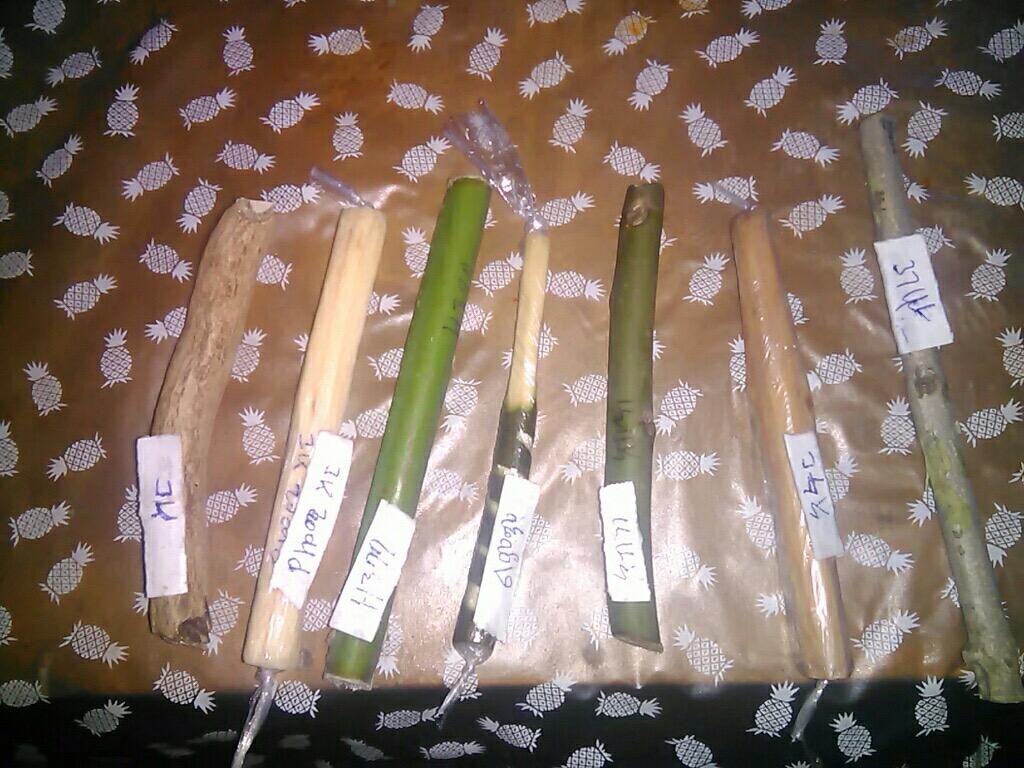 (Courtesy of Derartu Getachew) Picture 3- Different types of the chewing sticks used in Ethiopia Among these different types of trees, a number of publications refer to the specific type of tree
