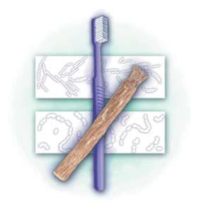 The Immediate Antimicrobial Effect of a Toothbrush and Miswak on Cariogenic Bacteria: A Clinical Study Abstract The aim of this study was to assess the antimicrobial activity of the miswak chewing