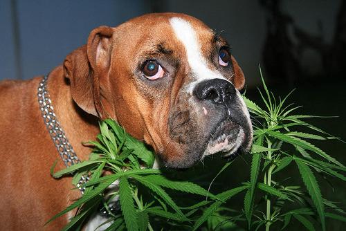 Tidbits from the 2015 ACVIM Forum By: Bryn Hoffman, MVB Medical Marijuana: The next miracle drug for canine epilepsy and beyond?