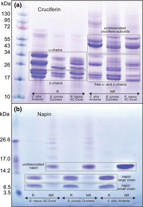 874 J Am Oil Chem Soc (2012) 89:869 881 Fig. 2 SDS-PAGE profiles of purified cruciferin and napin of B. juncea, B. napus and S. alba.