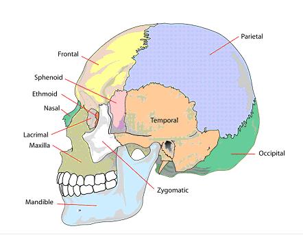 a) Skull: i) Skull forms the protective bone of the head. ii) It consists of two parts. Upper top part, the cranium(or brain box) is made up of eight bones which are fixed to each other.
