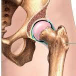 stabilizing factor in the hip joint 2- Ligaments are the main stabilizing