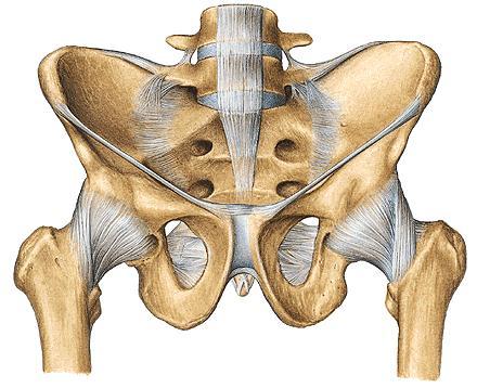Sacro-iliac joints: -The SIJ transmit forces from the lower limbs to the vertebral column.