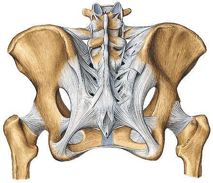 facets on the iliac parts of the pelvis -The joint surfaces have an irregular contour and interlock to