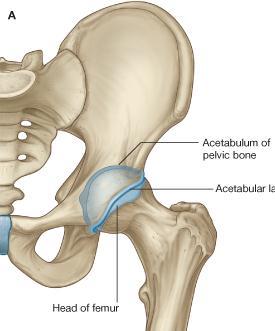 The hip joint: -Is a synovial articulation between the head of the femur & the lunate