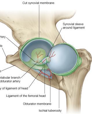 The synovium: -The synovial membrane attaches to the margins of the articular surfaces of the femur and acetabulum -From its