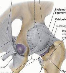 The capsule: -Medially, it is attached to the margin of the acetabulum, the transverse acetabular ligament - Laterally, it is attached to the intertrochanteric line anteriorly &
