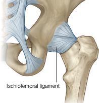 The pubofemoral ligament: Lies on the anterior surface of the joint deep to the