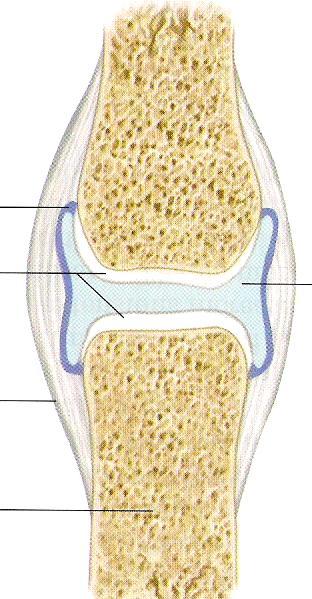 Synovial joints: Characterized by: 1- Surrounded by a joint capsule 2- Supported by ligaments