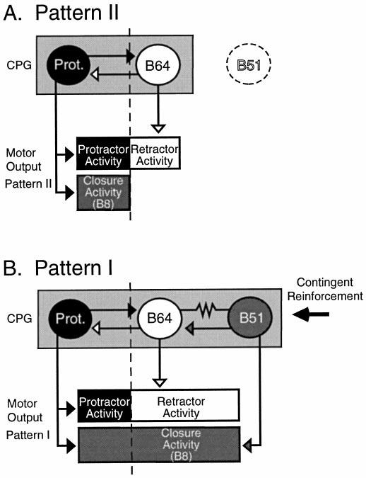 2270 J. Neurosci., March 15, 1999, 19(6):2261 2272 Nargeot et al. Neural Processes Contributing to Motor Pattern Selection n.2,3 was not stimulated.