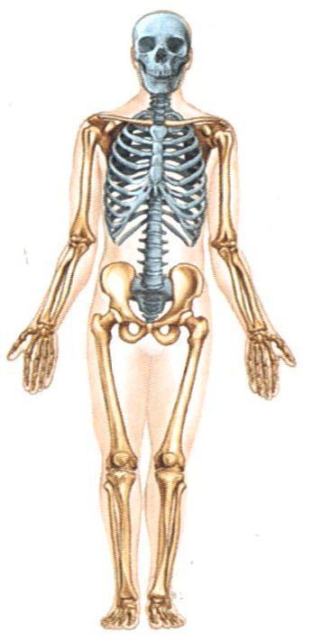 Axial Skeleton The axial skeleton contains 80 bones that form the axis or center of the human body.