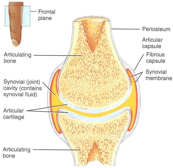 Synovial Joints The shoulders, elbows, hips and knees are examples of synovial joints Synovial joints contain bursae which are sac-like structures that are filled with synovial fluid