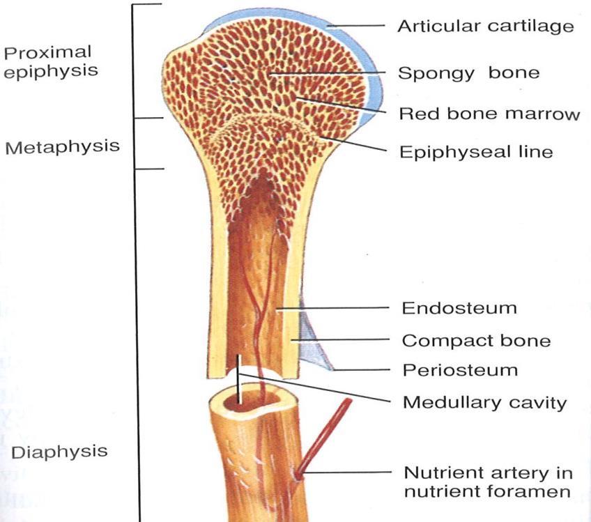 Bones Bones appear to be solid structures however, bone tissue is actually porous.