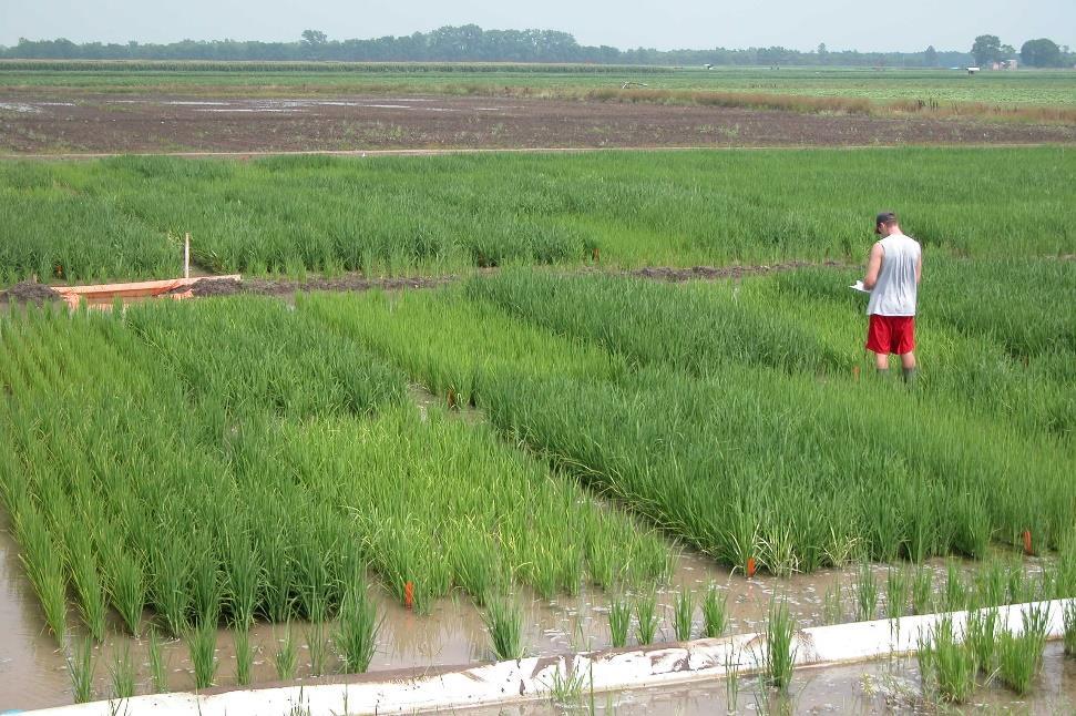 DD50 V x N Validation Evaluating current and future rice cultivars and hybrids Growth stage