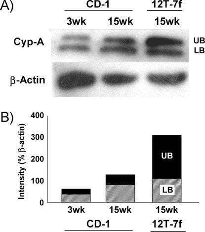 FIG. 11. Western blot analyses of total CypA expression. A, Western blots of total CypA and -actin.