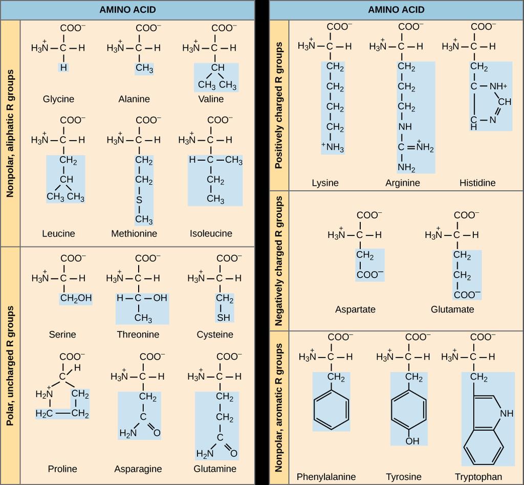 Twenty amino acids Grouped according to