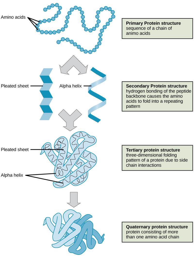 The four levels of protein structure
