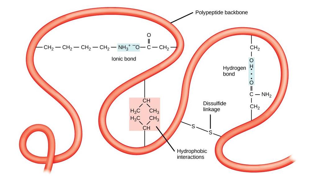 The tertiary structure of proteins is determined by a variety of chemical interactions.