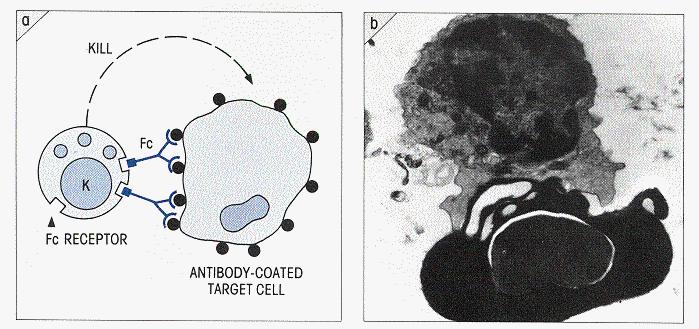 Antibody Dependent Cell-