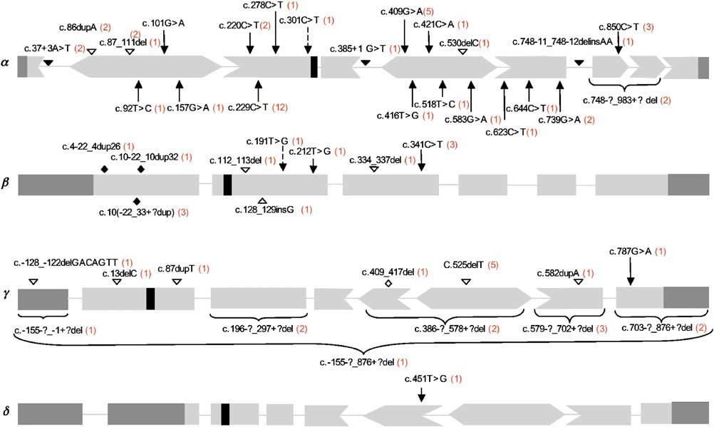 800 Figure 3 Spectrum of mutations in the four SG genes. Missense, nonsense, frameshift, and splice mutations, inframe and exonic deletions as well as inframe duplications, are represented by,,,,.