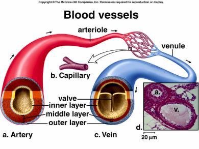by changing the blood vessel diameter Blood vessels Capillaries: Capillaries are the site of exchange between body cells and the