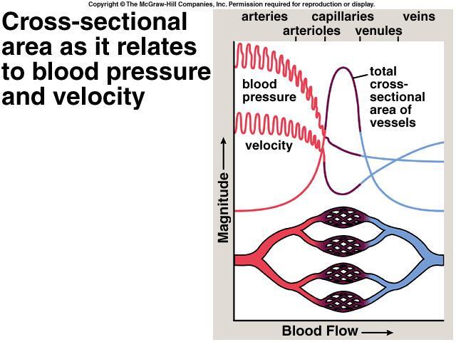 most of its propulsive force after it circulates through the tissues; blood is only able to return to the heart because of the action of skeletal muscles Most veins have valves function prevent blood