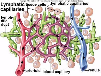 Lymphatic vessels: Some fluid leaks out of the blood vessels into the surrounding tissues Lymph capillaries and lymph veins collect this fluid all over the body and return it to the veins Lymph
