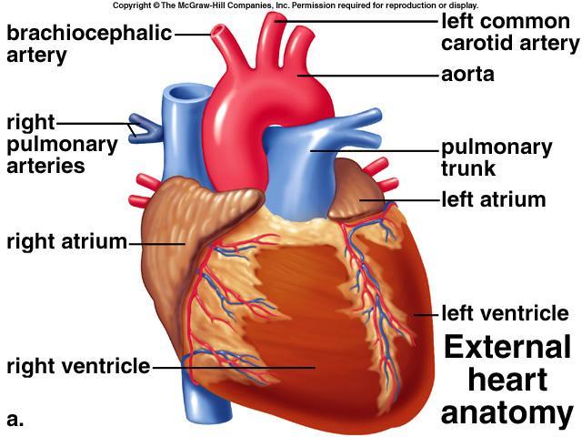 The heart has four chambers The upper chambers are called atria (right atrium and left atrium) Atria have thin walls They receive blood from the veins They send blood to the ventricles The lower two