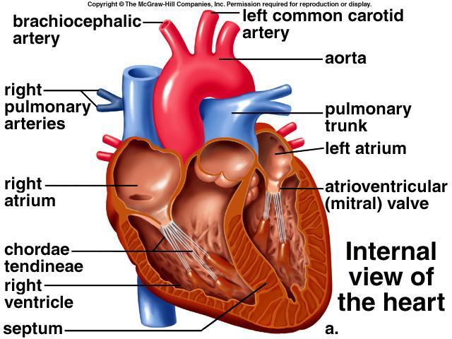 sides are separated by a wall (septum) The right side of the heart sends blood to the lungs; this is called the pulmonary circuit The left side sends blood to the body tissues; this is called the